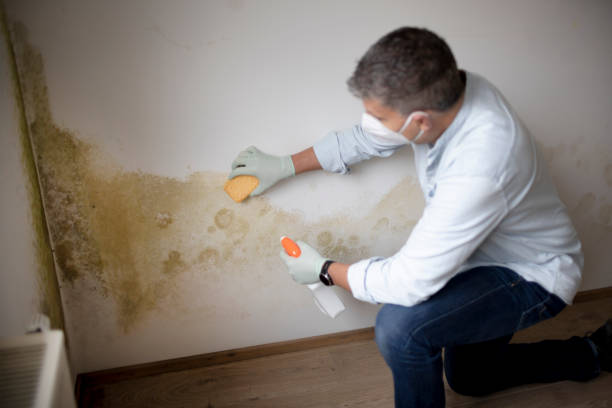 Best Mold Remediation for Healthcare Facilities  in Fairmount, IN