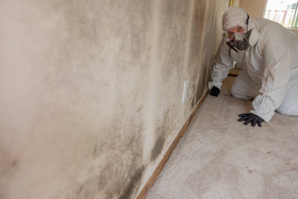 Mold Documentation for Insurance Claims in Fairmount, IN